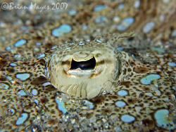 "I spy with my little eye something beginning with P". Pe... by Brian Mayes 